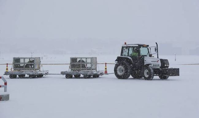 Arrivée en Finlande de deux pandas pour une durée de 15 ans