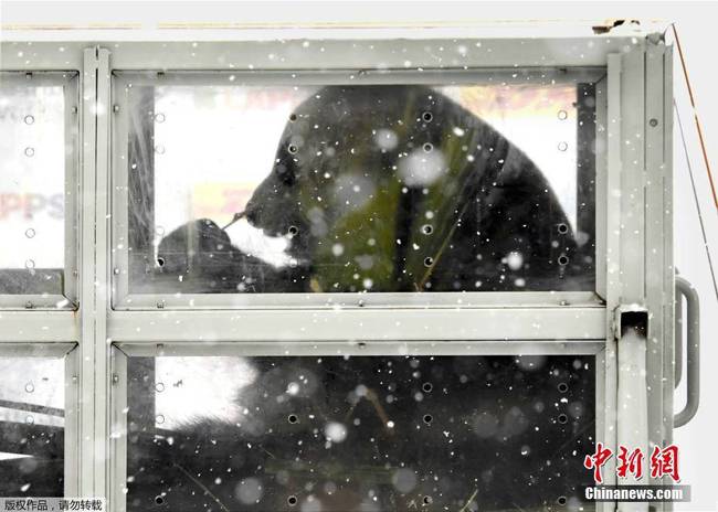 Arrivée en Finlande de deux pandas pour une durée de 15 ans