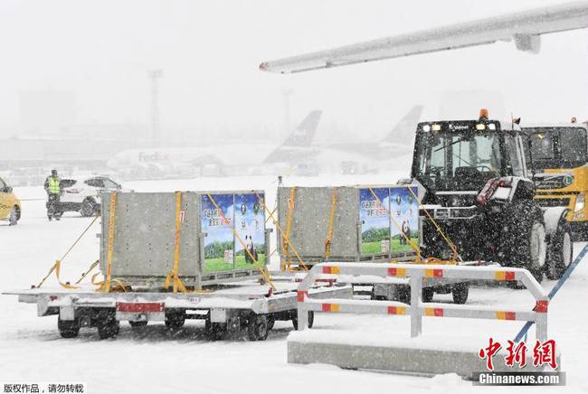 Arrivée en Finlande de deux pandas pour une durée de 15 ans