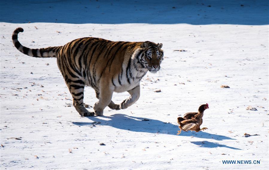 Harbin : des tigres de Sibérie entra?nés pour pouvoir survivre dans la nature