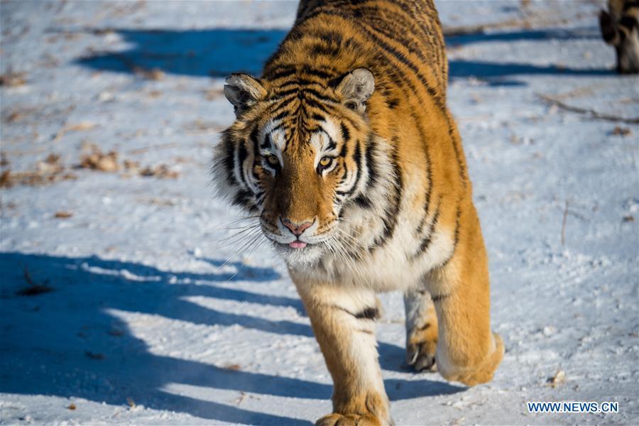 Harbin : des tigres de Sibérie entra?nés pour pouvoir survivre dans la nature