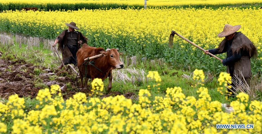 La beauté des paysages de fleurs de colza à travers la Chine