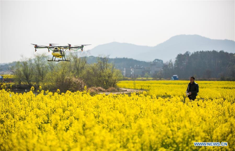 La beauté des paysages de fleurs de colza à travers la Chine