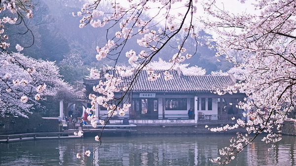 La beauté tranquille de Wuxi parée de fleurs de cerisier