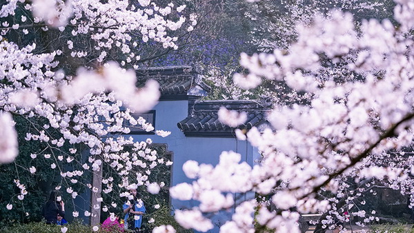 La beauté tranquille de Wuxi parée de fleurs de cerisier