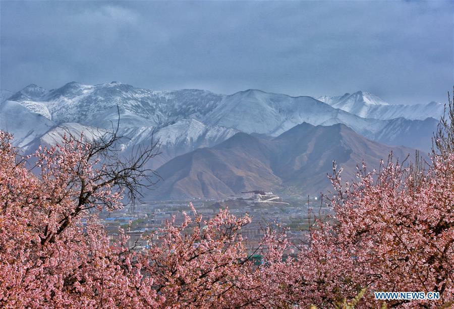 Tibet : des fleurs en floraison le long de la rivière Nyang