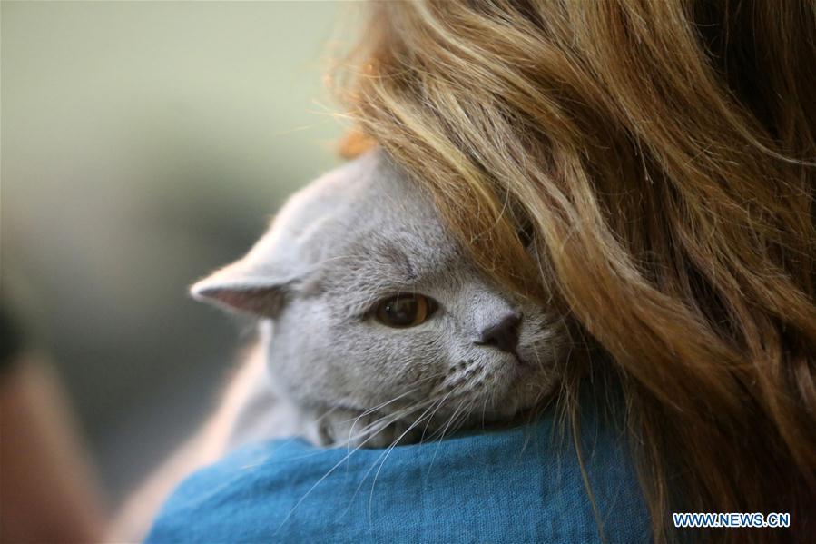 Ouverture d'un concours de beauté de chats à Bucarest