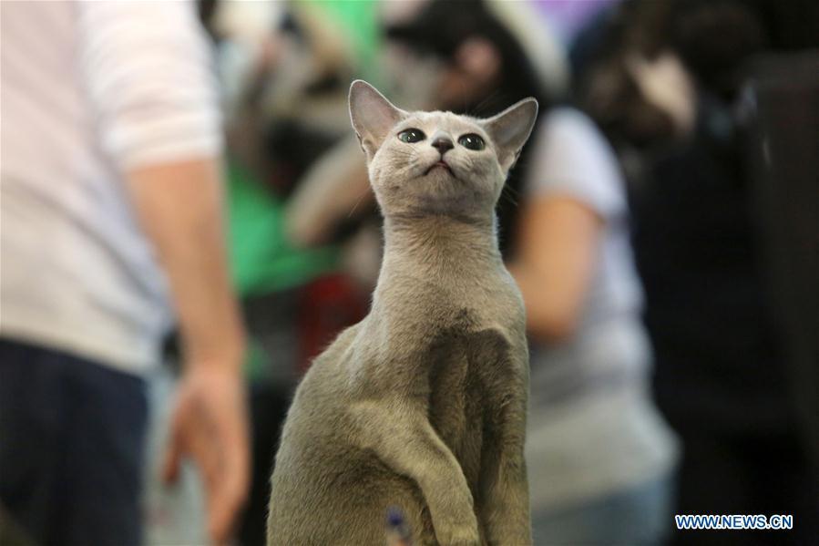 Ouverture d'un concours de beauté de chats à Bucarest