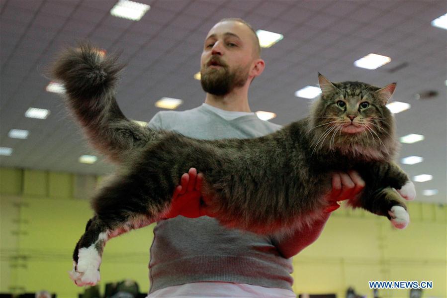 Ouverture d'un concours de beauté de chats à Bucarest