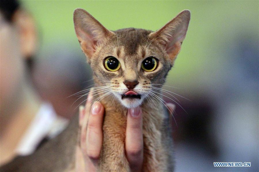 Ouverture d'un concours de beauté de chats à Bucarest