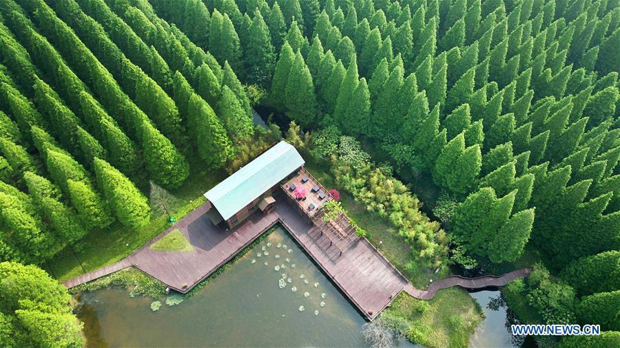 Le Parc forestier national de la mer Jaune de Dongtai vu du ciel