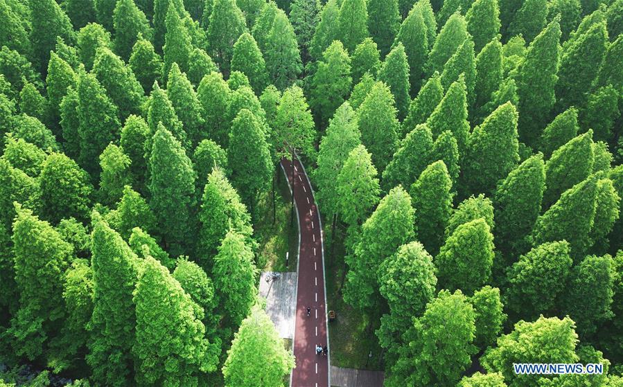 Le Parc forestier national de la mer Jaune de Dongtai vu du ciel