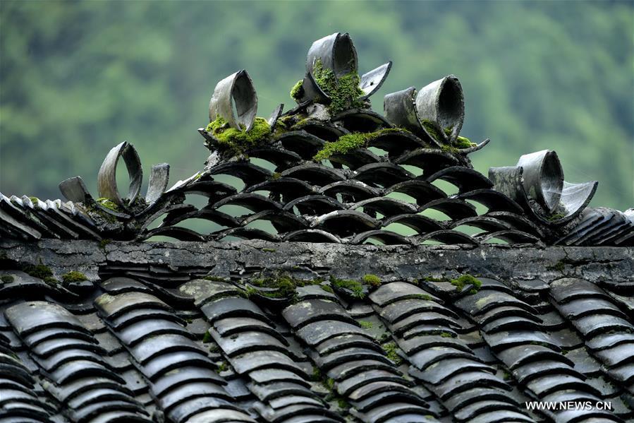 La beauté des maisons sur pilotis des Tujia