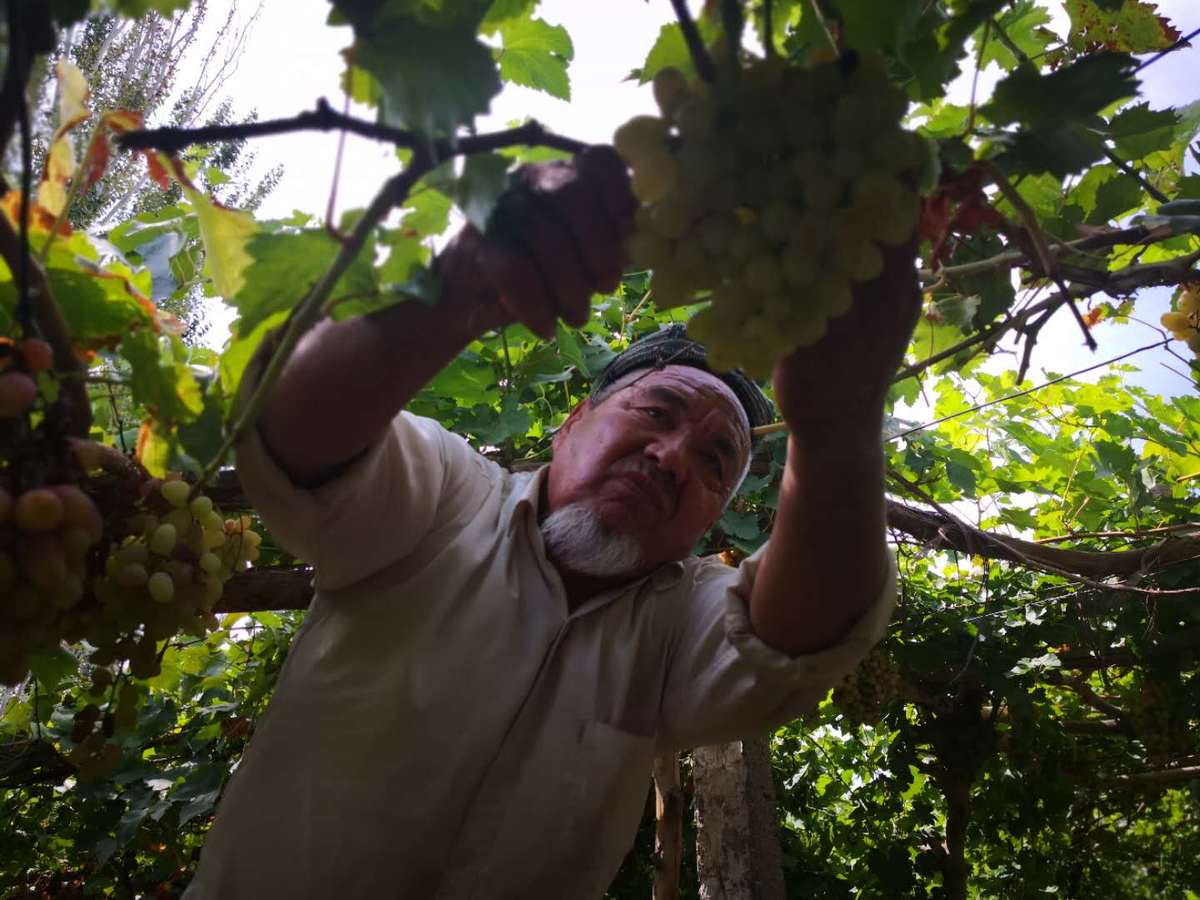 La fête des raisins revient à Tourfan