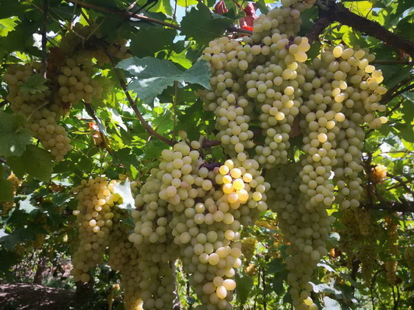 La fête des raisins revient à Tourfan