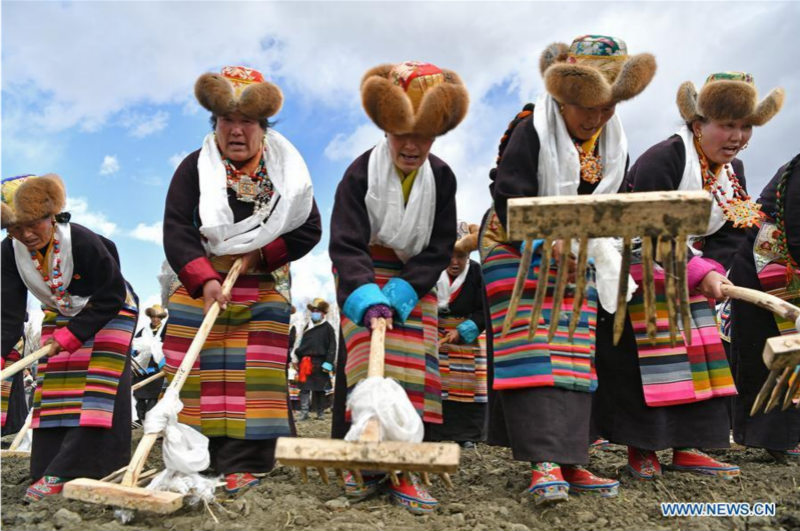 Tibet : une cérémonie pour marquer les débuts des labours de printemps