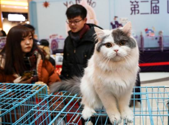 67 millions de chats en Chine : une ? économie du ronron ? en pleine croissance