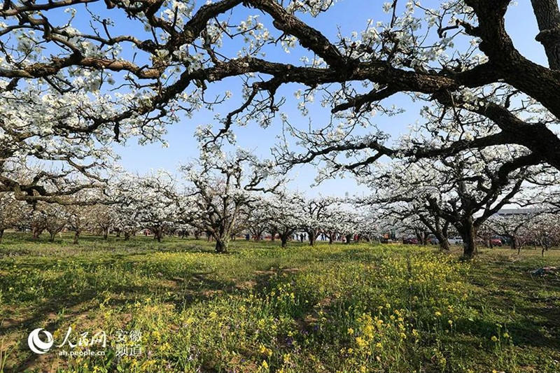 Avez-vous jamais vu une aussi grande mer de fleurs de poirier ?