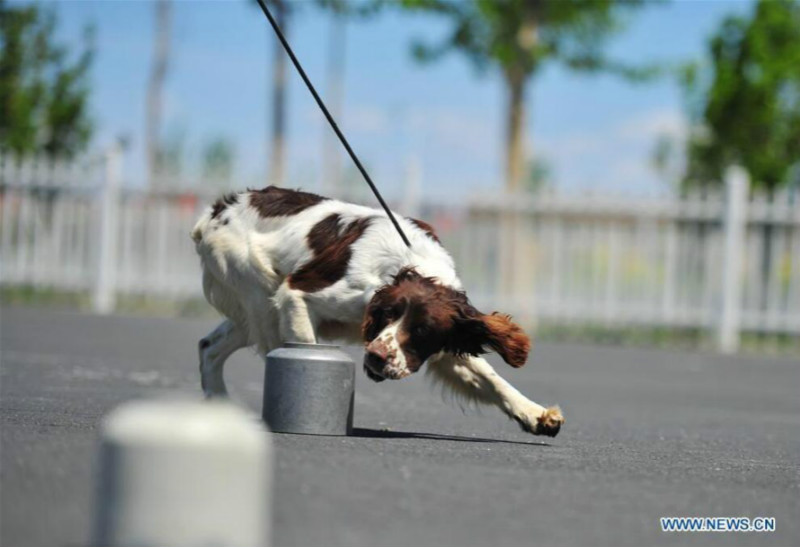 Harbin : des chiens policiers à l'entra?nement