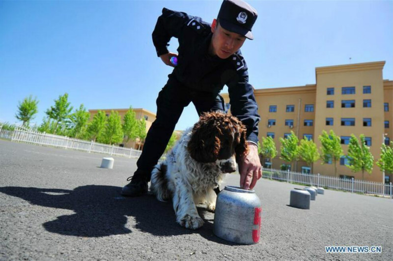 Harbin : des chiens policiers à l'entra?nement