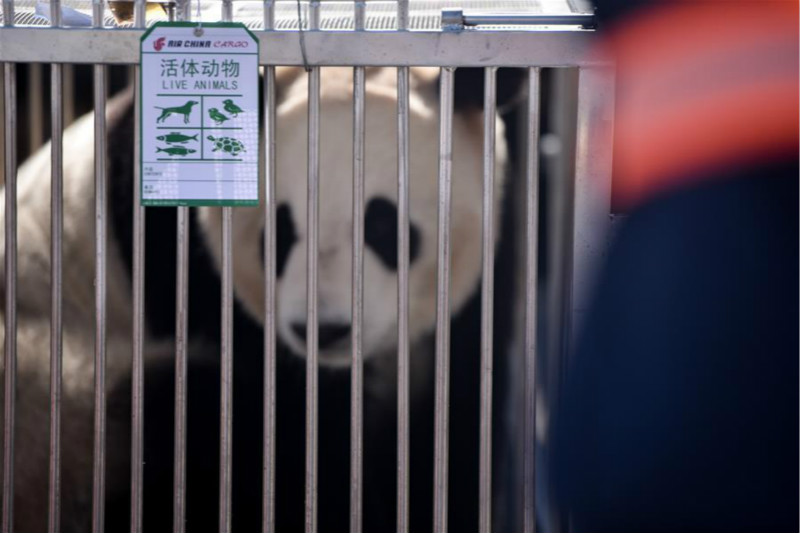 Des pandas installés pour la première fois dans une ville du plateau Qinghai-Tibet