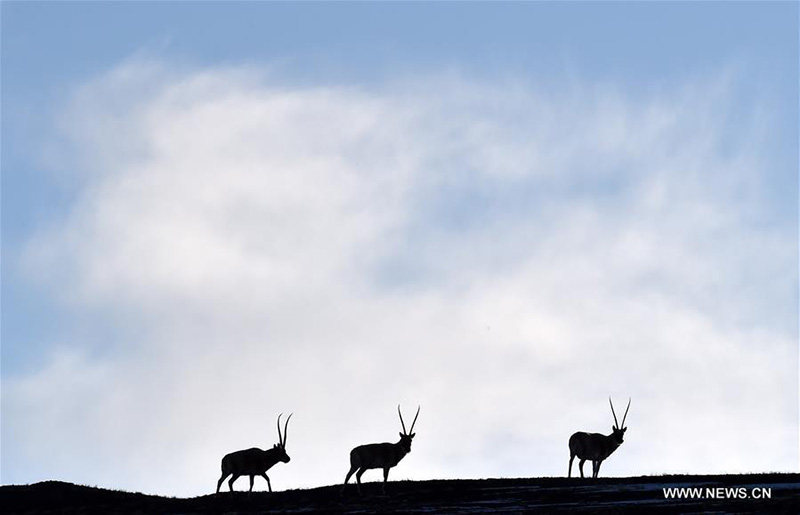 Tibet : des animaux sauvages parcourent une prairie du comté de Shuanghu, à Naqu