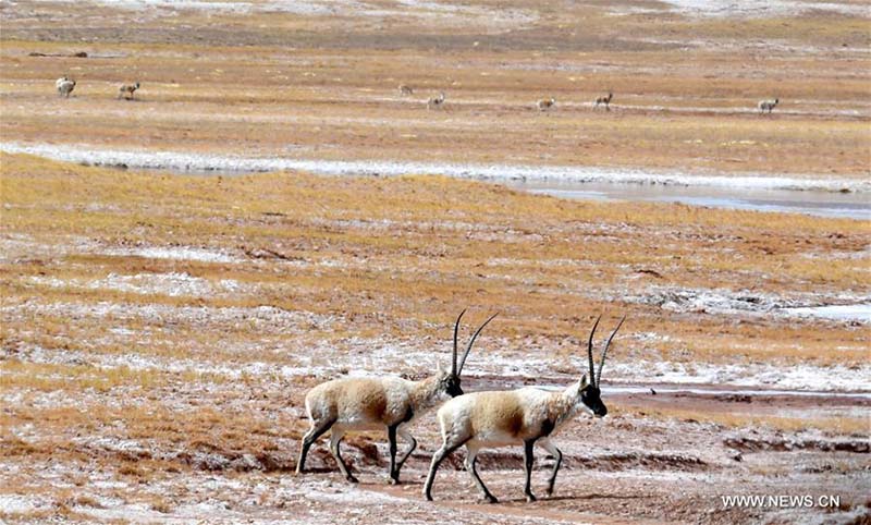 Tibet : des animaux sauvages parcourent une prairie du comté de Shuanghu, à Naqu