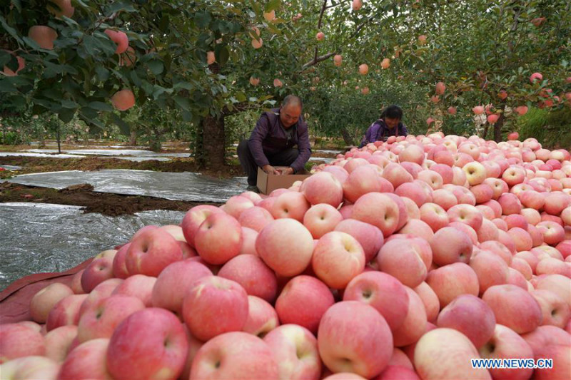 La récolte des pommes à Neiqiu, dans la province du Hebei