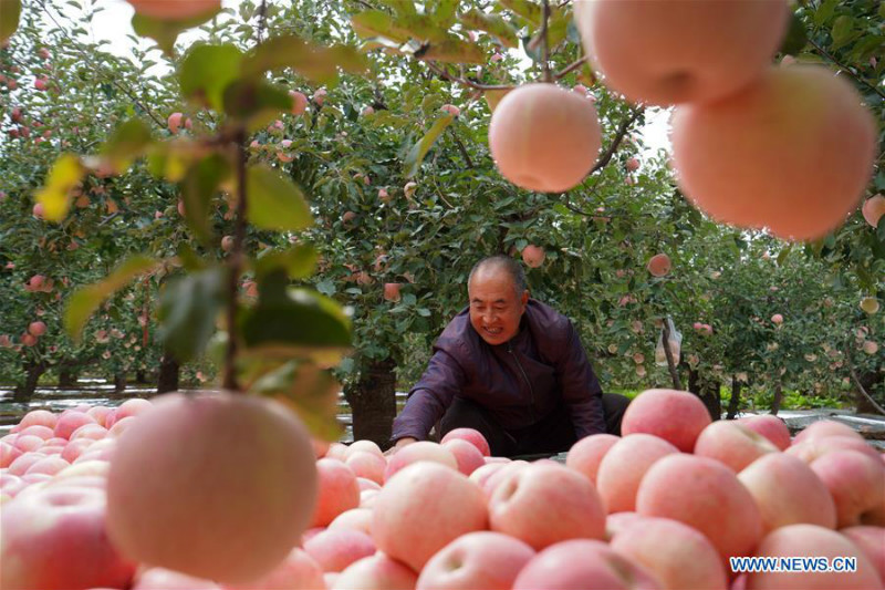 La récolte des pommes à Neiqiu, dans la province du Hebei