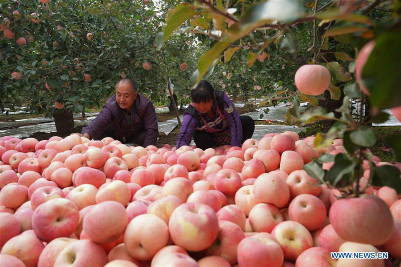 La récolte des pommes à Neiqiu, dans la province du Hebei