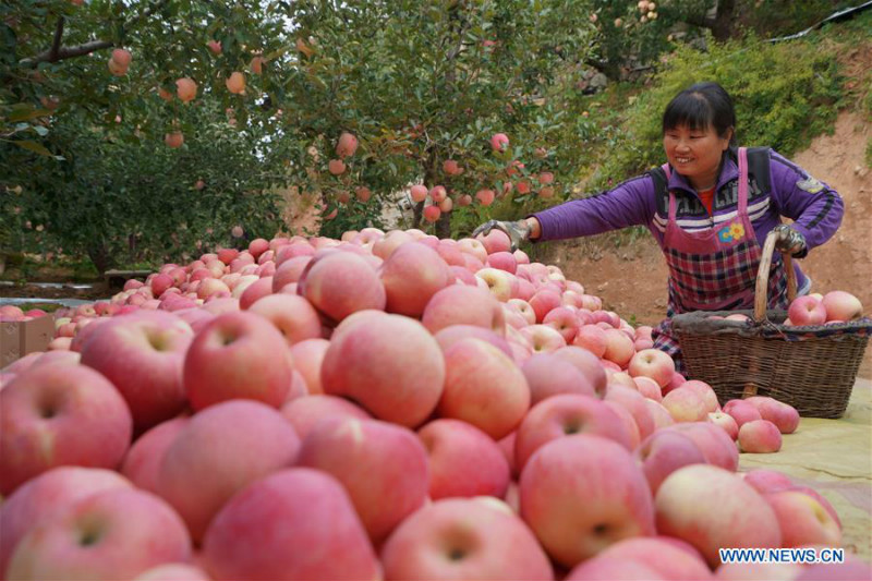 La récolte des pommes à Neiqiu, dans la province du Hebei