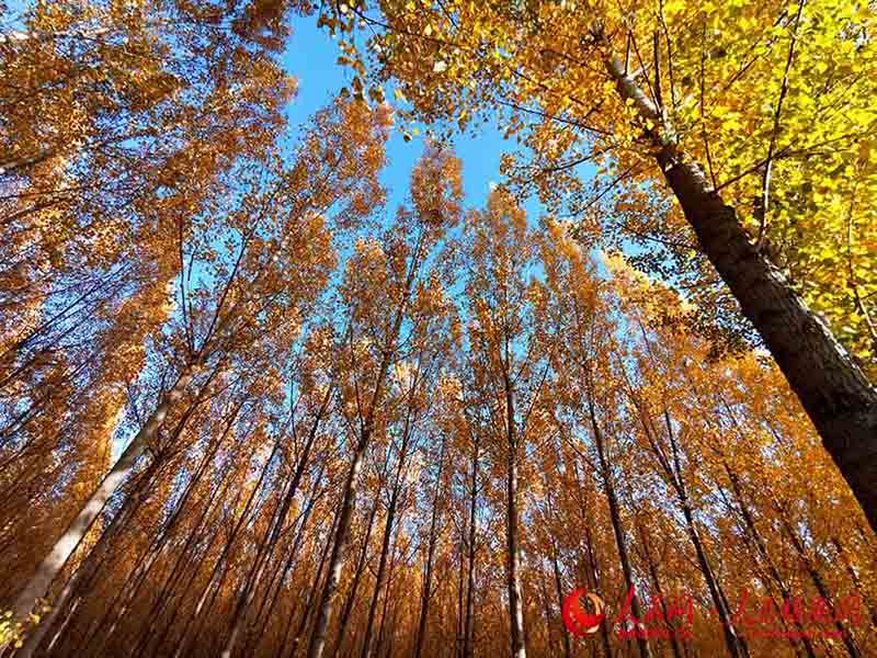 La fin de l'automne dans la Nouvelle Zone de Xiong'an