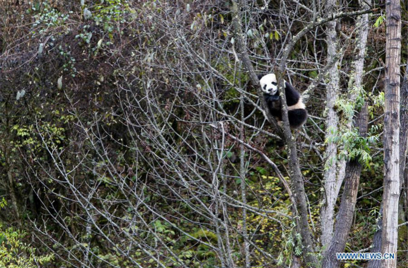 Ouverture du parc de recherche et de conservation du panda géant de Jiawuhai dans le sud-ouest de la Chine