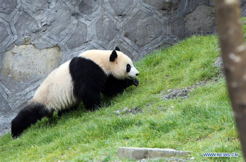 Ouverture du parc de recherche et de conservation du panda géant de Jiawuhai dans le sud-ouest de la Chine