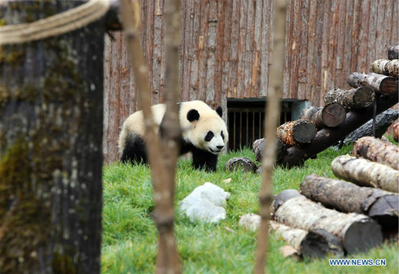 Ouverture du parc de recherche et de conservation du panda géant de Jiawuhai dans le sud-ouest de la Chine