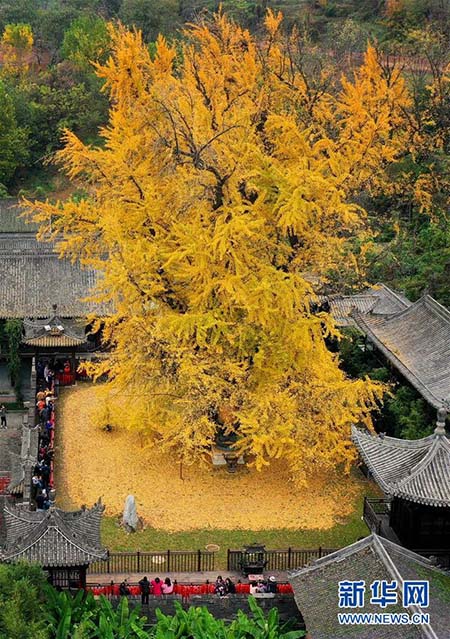 Les photos d'un ginkgo vieux de 1 400 ans deviennent virales