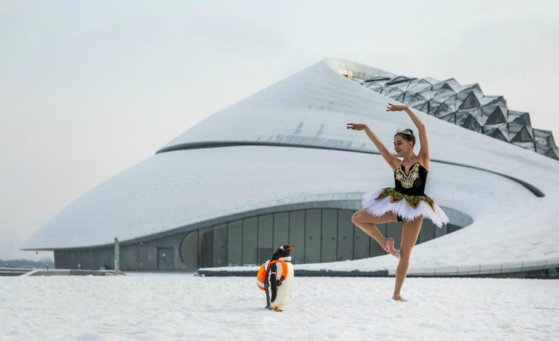 Un manchot danse avec un ? cygne ? russe au Grand Théatre de Harbin