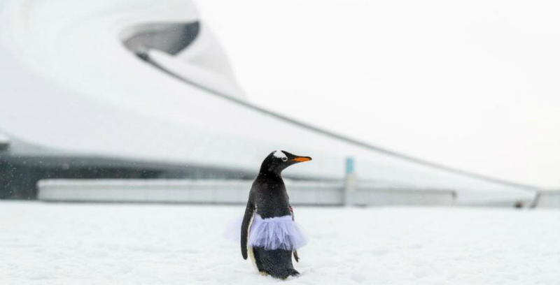 Un manchot danse avec un ? cygne ? russe au Grand Théatre de Harbin