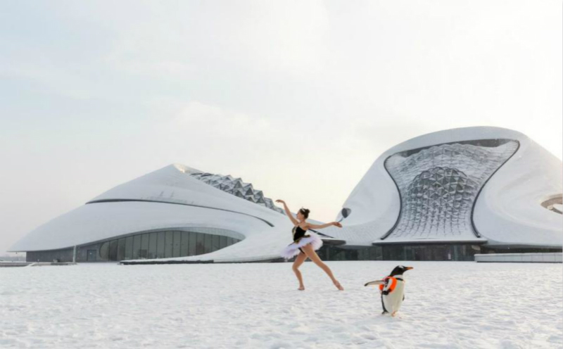 Un manchot danse avec un ? cygne ? russe au Grand Théatre de Harbin