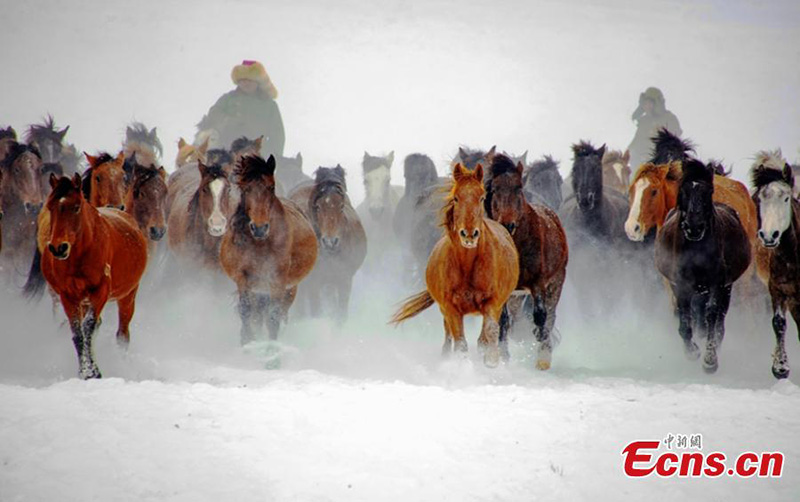 Xinjiang : des dizaines de milliers de chevaux galopent sur la prairie enneigée