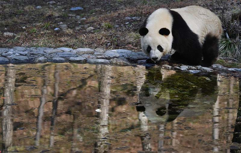 Des pandas géants jouent dans le comté de Foping, dans le nord-ouest de la Chine