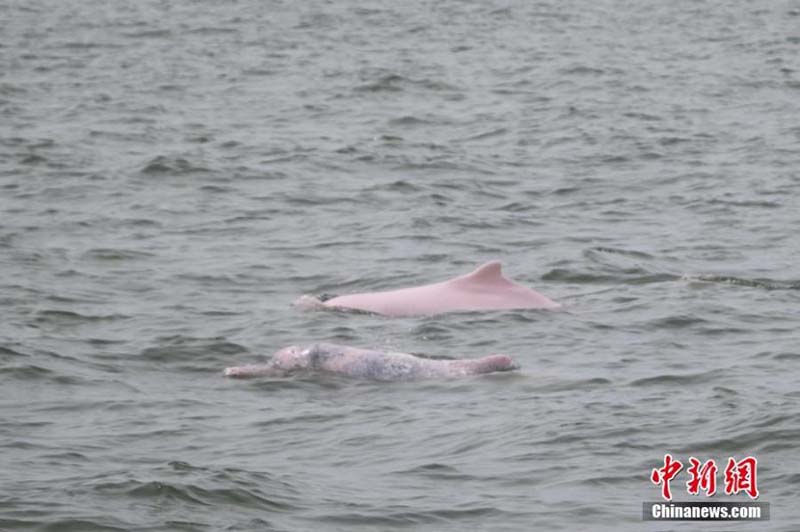 Des dauphins blancs de Chine vus dans la baie de Leizhou dans le Guangdong