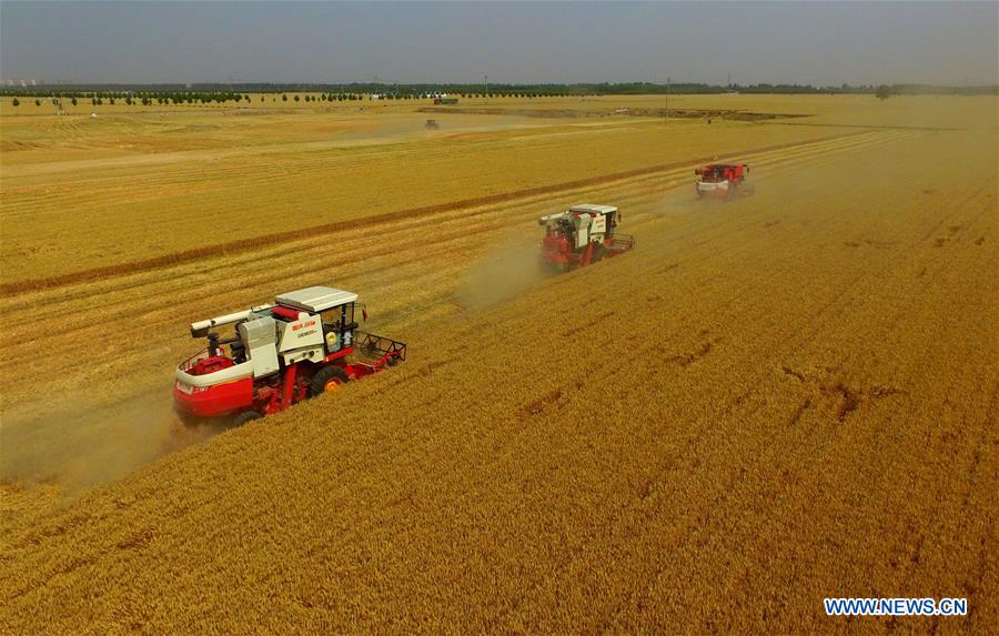 Récolte du blé dans le nord de la Chine