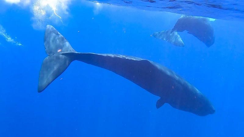 Des chercheurs chinois repèrent 11 espèces de baleines dans une expédition en haute mer