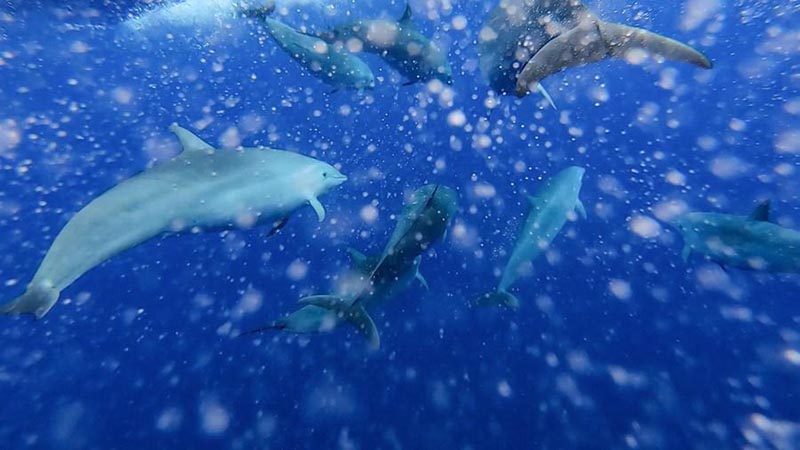 Des chercheurs chinois repèrent 11 espèces de baleines dans une expédition en haute mer