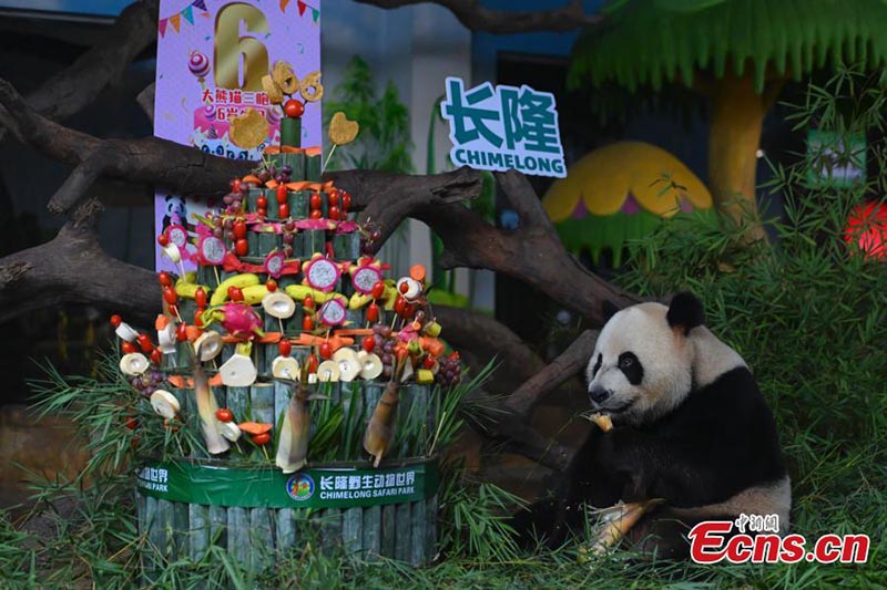 Les seuls triplés de panda survivants au monde célèbrent leur 6e anniversaire 