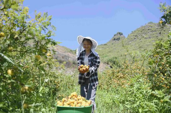 Un meilleur reboisement améliore l'environnement du Guizhou