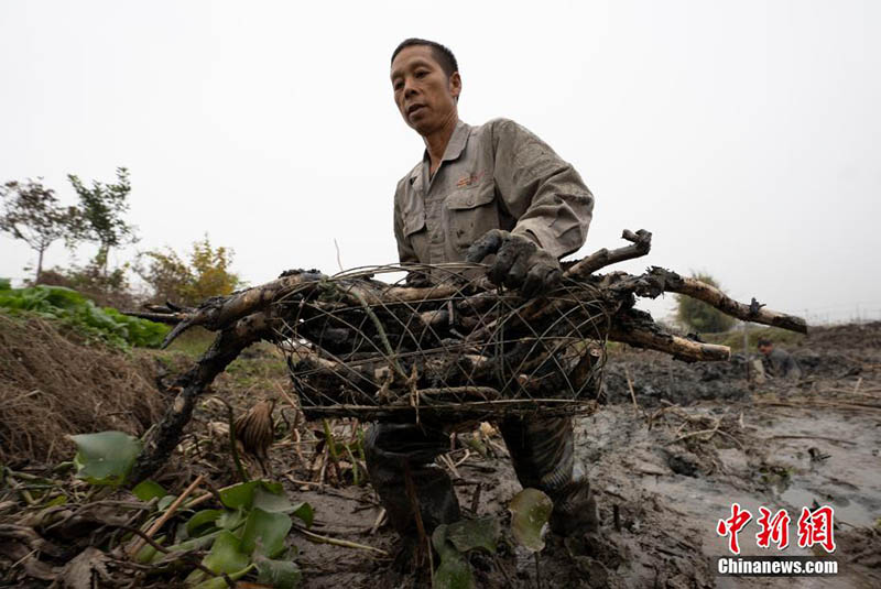 La pleine saison de la récolte des racines de lotus au début de l'hiver à Xinyu, dans le Jiangxi