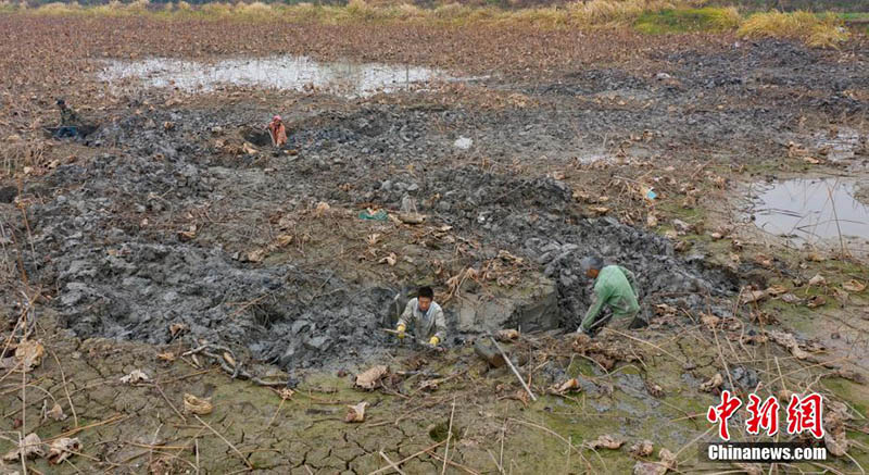 La pleine saison de la récolte des racines de lotus au début de l'hiver à Xinyu, dans le Jiangxi