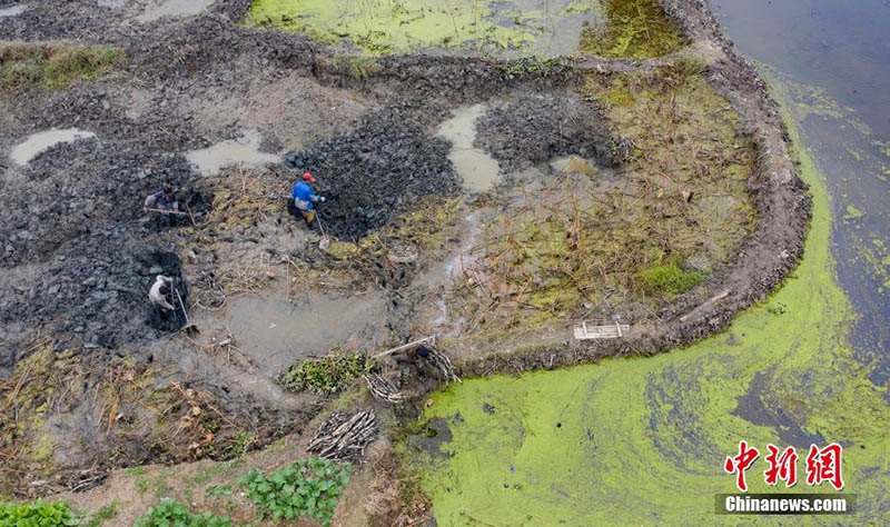 La pleine saison de la récolte des racines de lotus au début de l'hiver à Xinyu, dans le Jiangxi